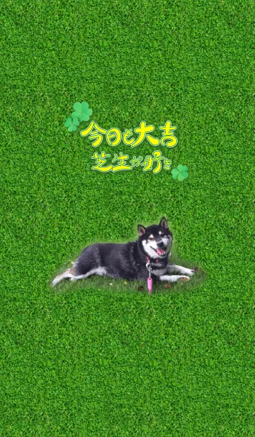 [LINE着せ替え] 今日も大吉、芝生が好き@ペットグランプリの画像1