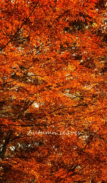 Autumn leaves～色彩～の着せ替えメイン画像