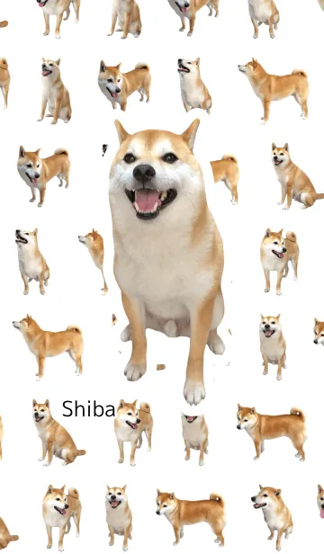柴犬の日常11【おすわり】の着せ替えメイン画像