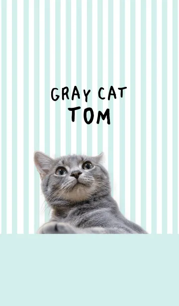 [LINE着せ替え] グレー猫トム@ペットグランプリの画像1