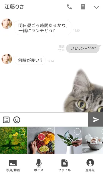 [LINE着せ替え] 癒しねこ@ペットグランプリの画像4