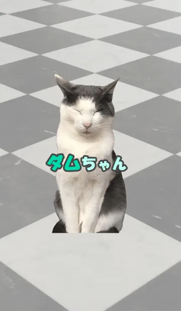 [LINE着せ替え] ダムちゃん＠ペットグランプリの画像1