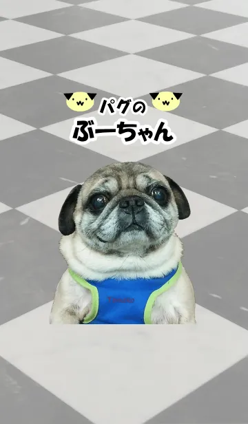 [LINE着せ替え] パグのぶーちゃん@ペットグランプリの画像1