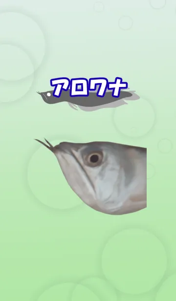 [LINE着せ替え] うちのアロワナ＠ペットグランプリの画像1