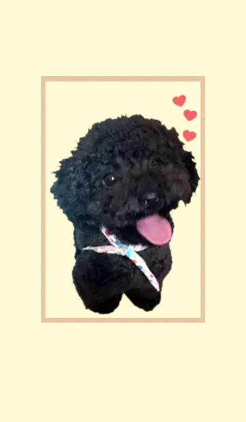 [LINE着せ替え] トイプードル「＠ペットグランプリ」の画像1