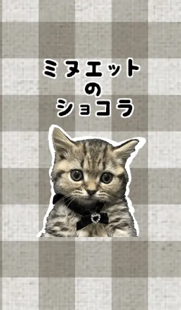[LINE着せ替え] ミヌエットのショコラの子猫写真着せ替え2の画像1
