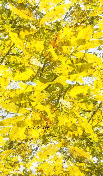 a colorの着せ替えメイン画像