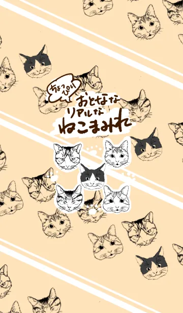 [LINE着せ替え] ちょっぴり おとなな リアルな ねこまみれの画像1
