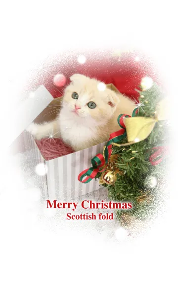 クリスマス・スコテッシュフォールドの着せ替えメイン画像