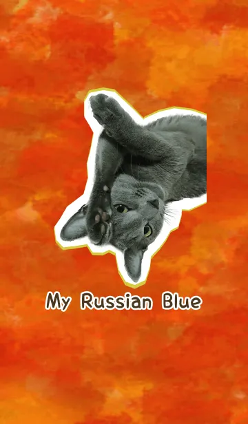 [LINE着せ替え] うちのロシアンブルーの画像1