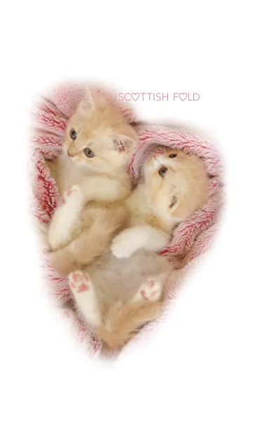 [LINE着せ替え] ピンクモコモコ スコテッシュフォールドの画像1