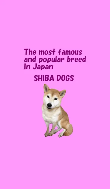 [LINE着せ替え] 柴犬日和の画像1