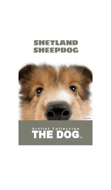 [LINE着せ替え] THE DOG シェットランド・シープドッグ 2の画像1