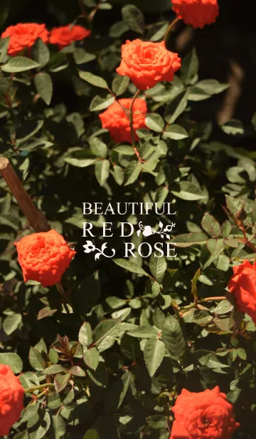 [LINE着せ替え] BEAUTIFUL RED ROSEの画像1