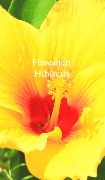 [LINE着せ替え] ハワイアンイエローハイビスカスフラワーの画像1