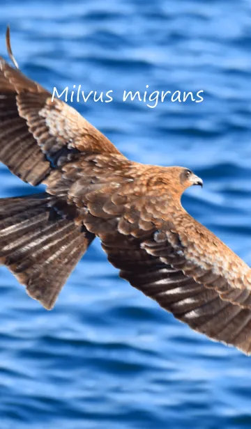 鳶～Milvus migrans～の着せ替えメイン画像