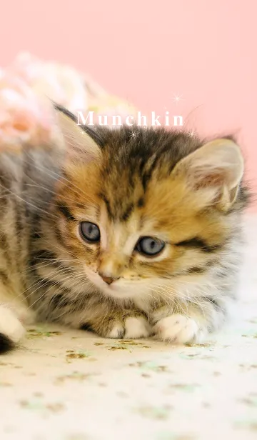 [LINE着せ替え] 愛くるしい子猫のマンチカンの画像1
