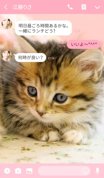 [LINE着せ替え] 愛くるしい子猫のマンチカンの画像3