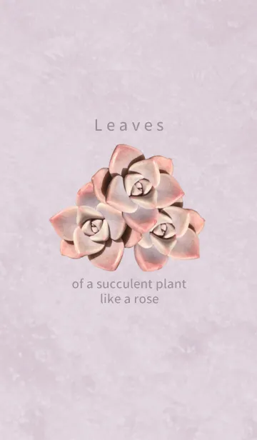 [LINE着せ替え] Leaves of a succulent plant like a roseの画像1