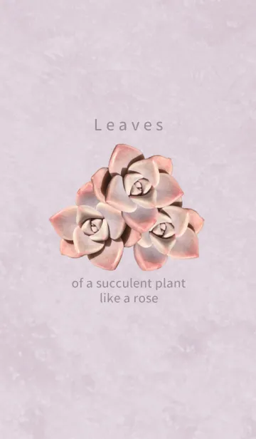 Leaves of a succulent plant like a roseの着せ替えメイン画像