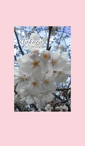 春の桜の着せ替えメイン画像