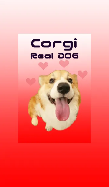 [LINE着せ替え] リアルDOG コーギーの画像1
