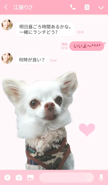 [LINE着せ替え] Real DOG 白チワワ『微笑み王子 マロ 』の画像3