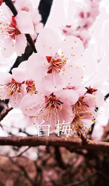 白梅の着せ替えメイン画像