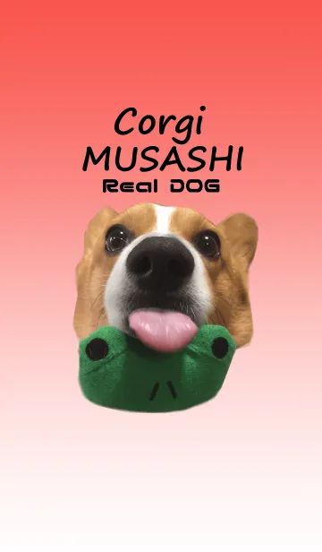 [LINE着せ替え] リアルDOG コーギー武蔵の画像1