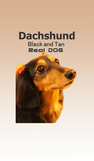 リアル DOG ブラック＆タンのマロの着せ替えメイン画像