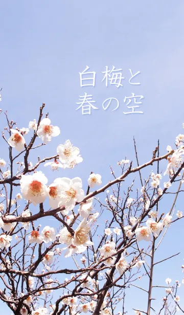 [LINE着せ替え] 白梅と春の空の画像1