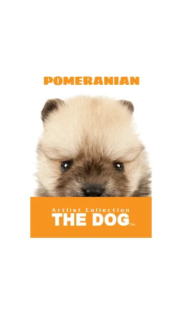 [LINE着せ替え] THE DOG ポメラニアン 2の画像1