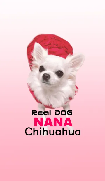 [LINE着せ替え] リアルDOG 白チワワ やんちゃ姫〜菜々〜の画像1