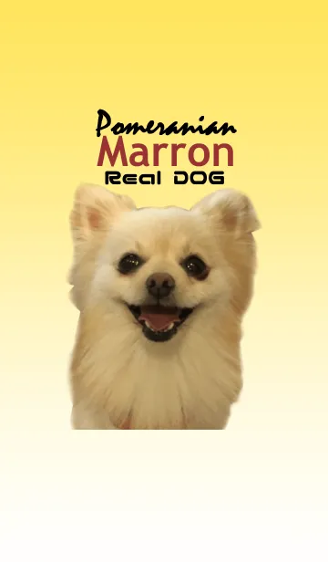 リアルDOG ポメラニアンのマロンちゃんの着せ替えメイン画像