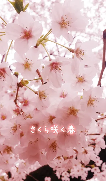 [LINE着せ替え] さくら咲く春の画像1