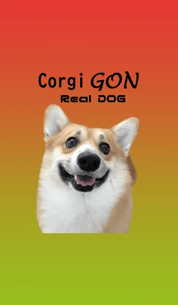[LINE着せ替え] リアルDOG コーギー まろ眉コーギー☆ごんの画像1