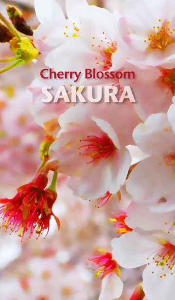 [LINE着せ替え] 桜 〜サクラサクの画像1