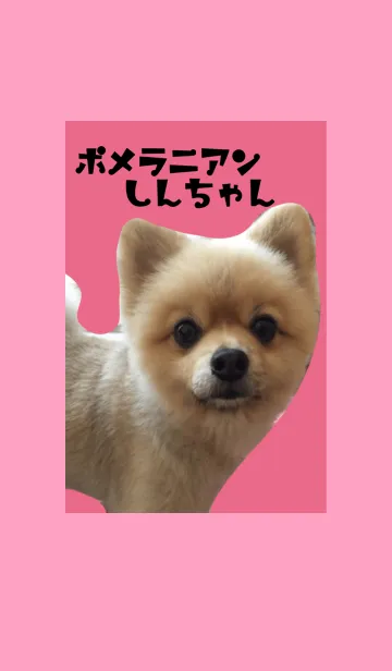[LINE着せ替え] かわいいポメラニアンしんちゃん6の画像1