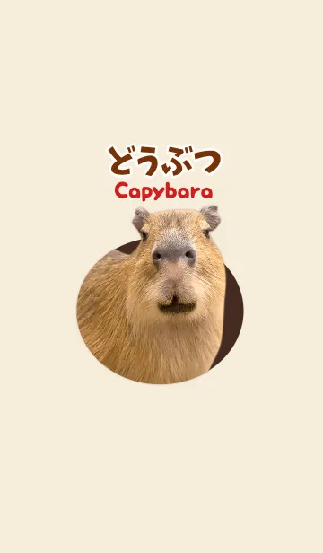 [LINE着せ替え] どうぶつ Capybaraの画像1