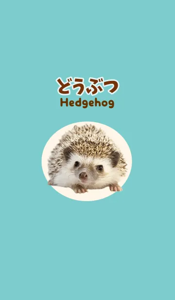 [LINE着せ替え] どうぶつ Hedgehogの画像1