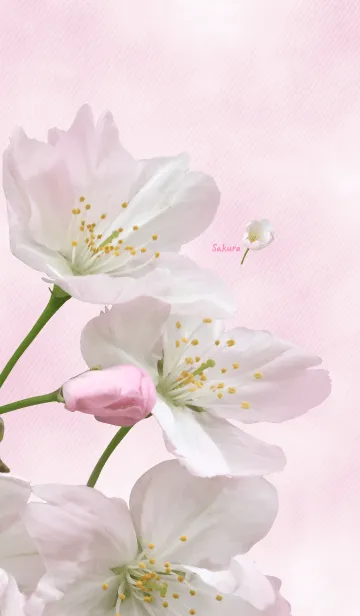 [LINE着せ替え] Sakura ~Pink coloring photograph~の画像1