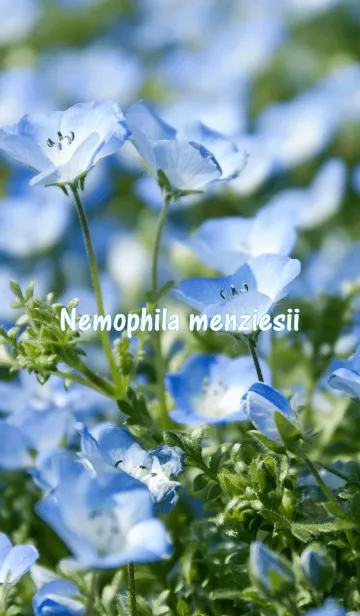 [LINE着せ替え] ネモフィラ メンジェシー ver.2の画像1