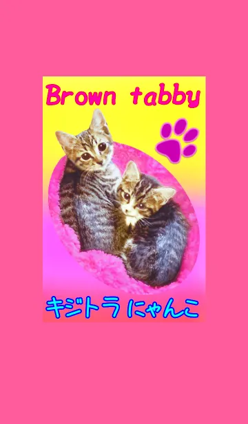 オトナ女子のキジとらニャンコ♪ 桃色のLINE着せ替え
