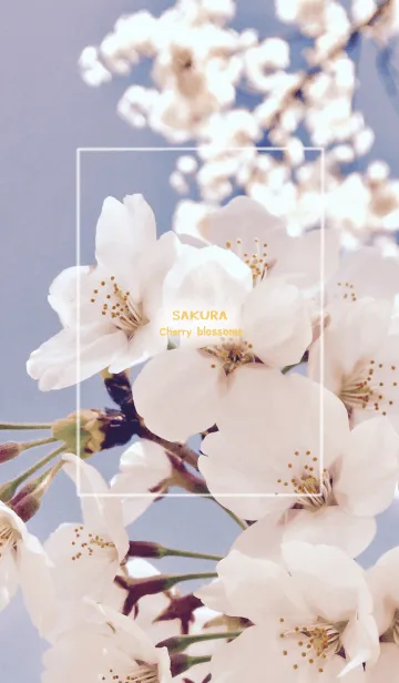 [LINE着せ替え] SAKURA-cherry blossoms-の画像1