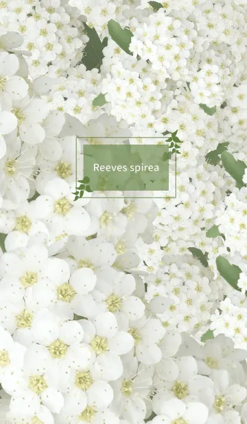 Reeves spirea ~ver.オトナ少女～の着せ替えメイン画像