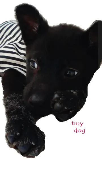 [LINE着せ替え] 小さな黒犬わんこの写真きせかえの画像1