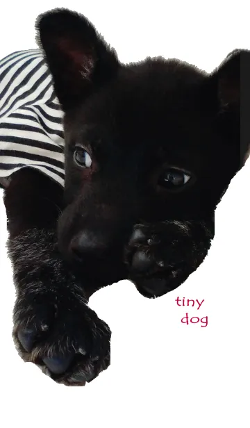 小さな黒犬わんこの写真きせかえの着せ替えメイン画像