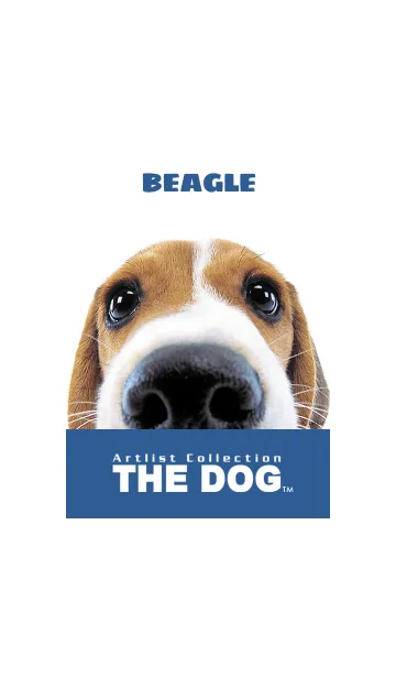 [LINE着せ替え] THE DOG ビーグル 2の画像1