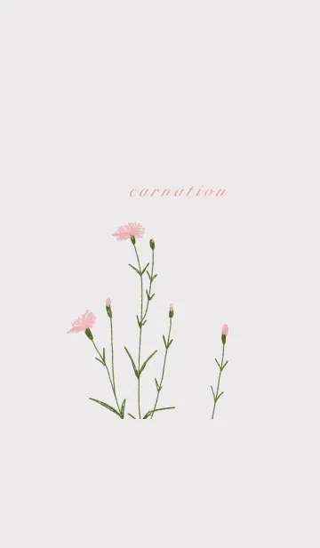 [LINE着せ替え] カーネーション花の画像1