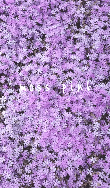 [LINE着せ替え] 大人かわいい[SHIBAZAKURA]の画像1